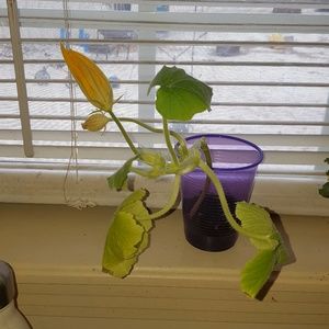 Meet your Posher, Analicia